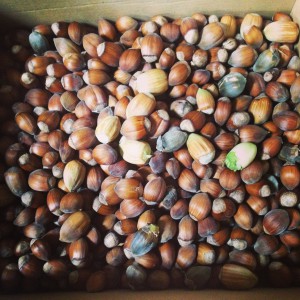Organic Irish Hazel nuts