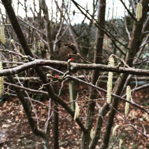 Hazel tree catkins and female red flowers